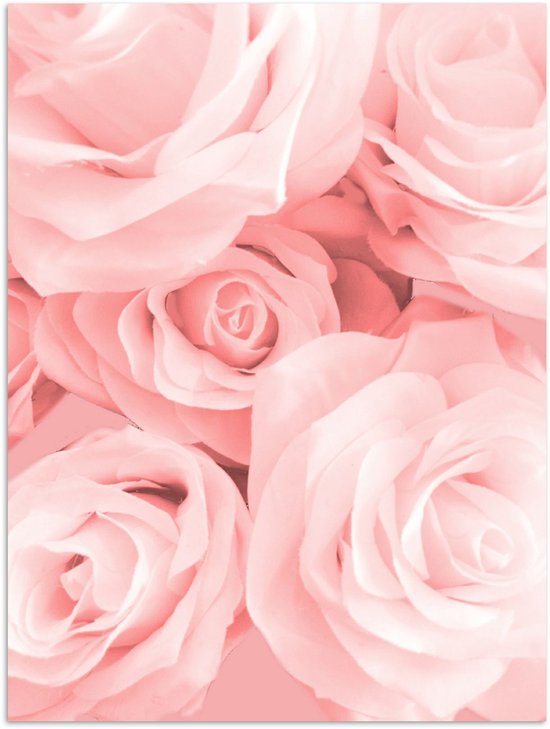 Affiche Roses - Fleurs - Rose - 60x80 cm