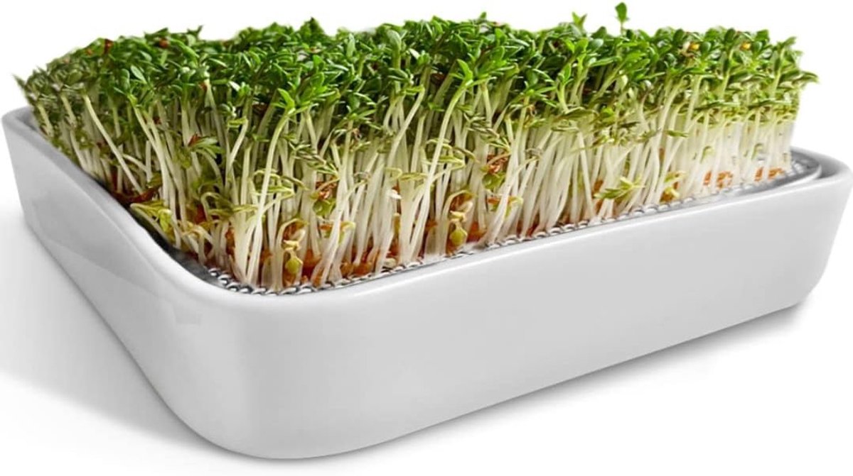 Kweekbak - wit - 12 cm - keramische schaal met roestvrijstalen zeef - voor microgreens en kiemzaden