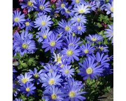 Bosanemoon (Anemone Blanda) - Anemoon blanda Blue Shade - Bijen-Vlinders - Snijbloemen - Zomerbollen - Voorjaarsbollen - Vaste planten
