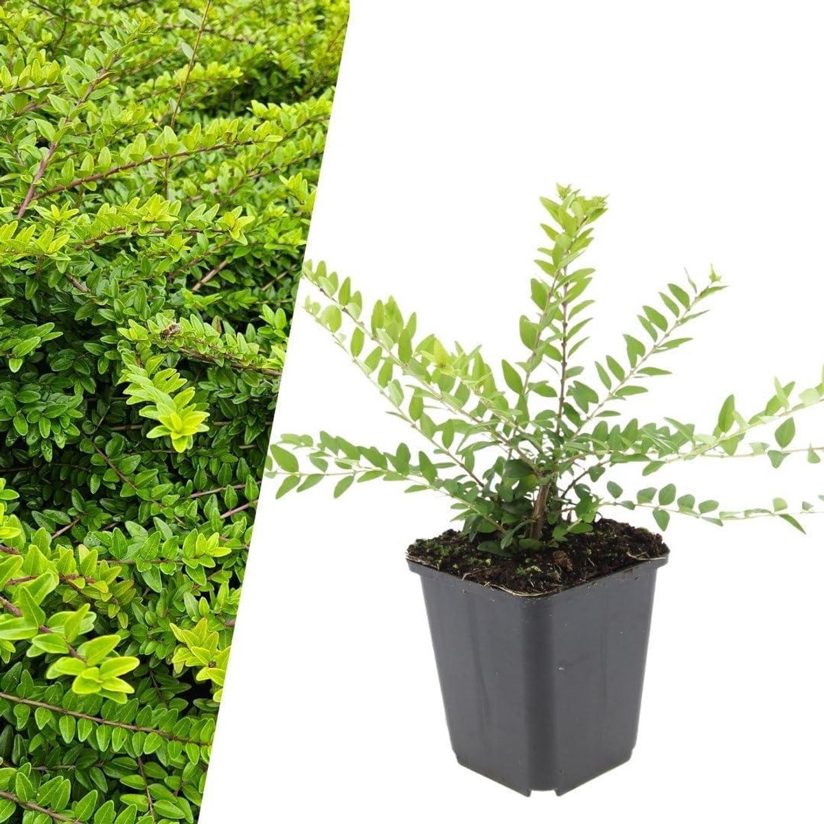 Struikkamperfoelie planten - Bodembedekker vaste plant - Tuin verfraaien - Winterhard en onderhoudsarm - 24 stuks - Groen