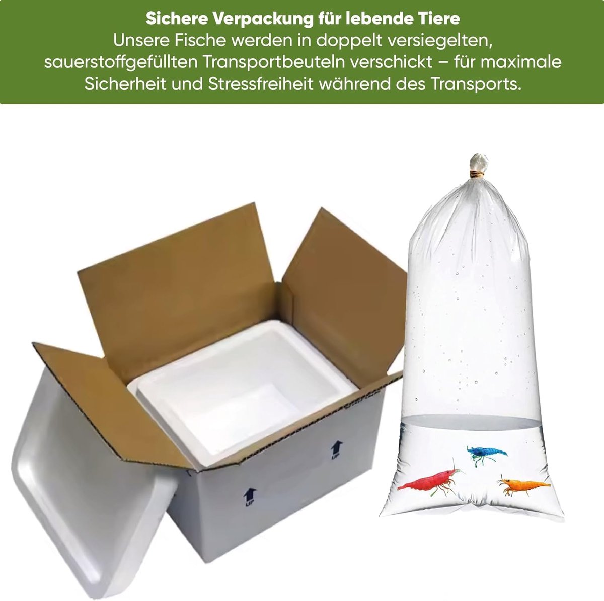Aquariumgarnalen 15-delig - Neocaridina - Algeneter - Verbeter waterkwaliteit - SnelShoppen