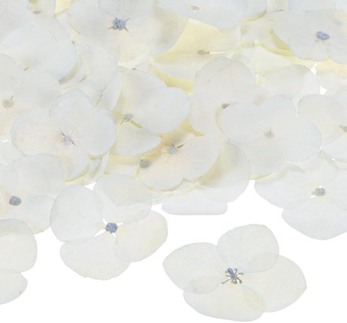 60 Stuks Gedroogde Geperste Bloemen Voor Hars, Echte Natuurlijke Bloemen Groothandel Voor Ambachten/Zeep/Scrapbooking/Kaarsen/Epoxyhars Supplies [Wit]