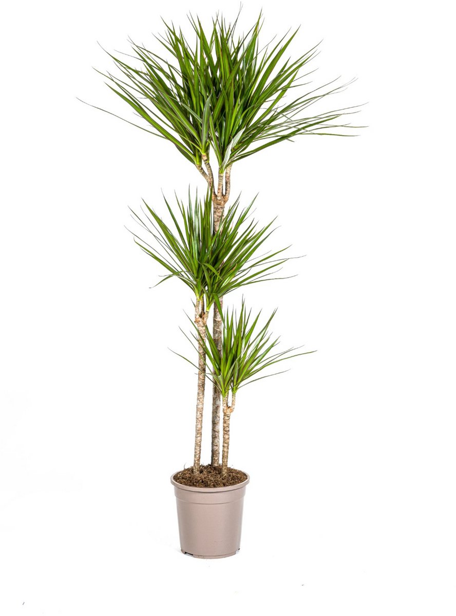 Dracaena Marginata Green Ø24cm - 130 - 150cm