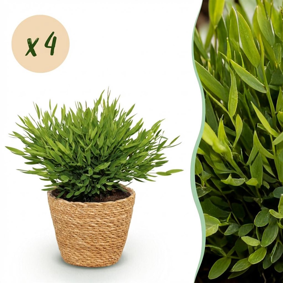 Kamerplant - Bamusa Pogonatherum Monica - Bamboegras - Huisdiervriendelijke Plant - Groen - 4 Planten - met Mand - Pot 12cm - Hoogte 20cm