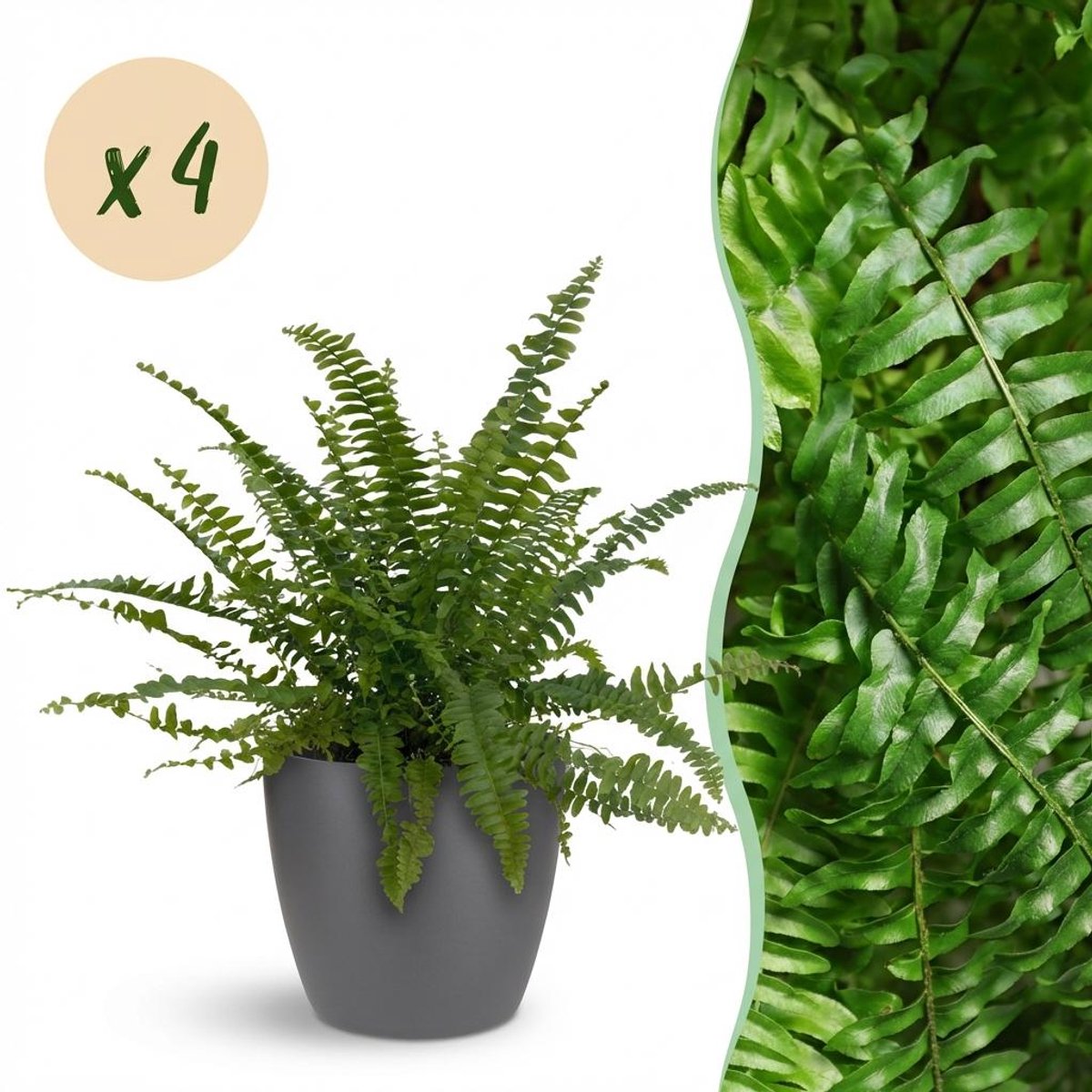 Kamerplant - Nephrolepsis exaltata Green Lady - Varen - Huisdiervriendelijke Plant - Groen - 4 Planten - met Potter Grijs - Pot 12cm - Hoogte 25cm