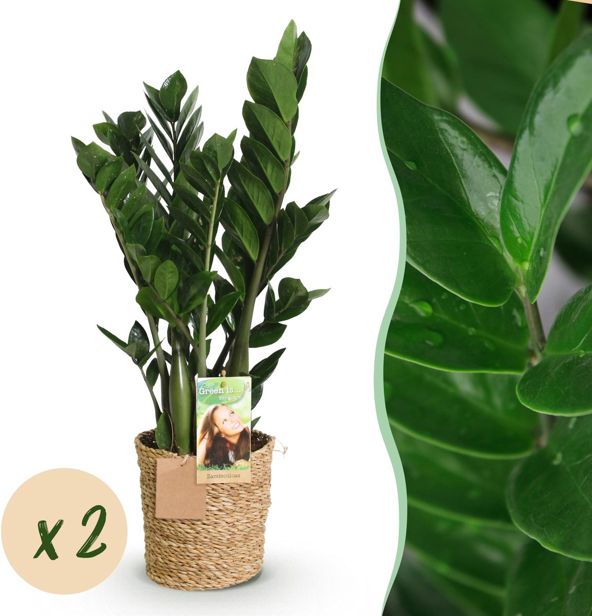 Green is... Kamerplanten - Zamioculcas - ZZ-plant - Weinig onderhoud - met mand - Groen - 2 Planten - Pot 17cm - Hoogte 65-75cm