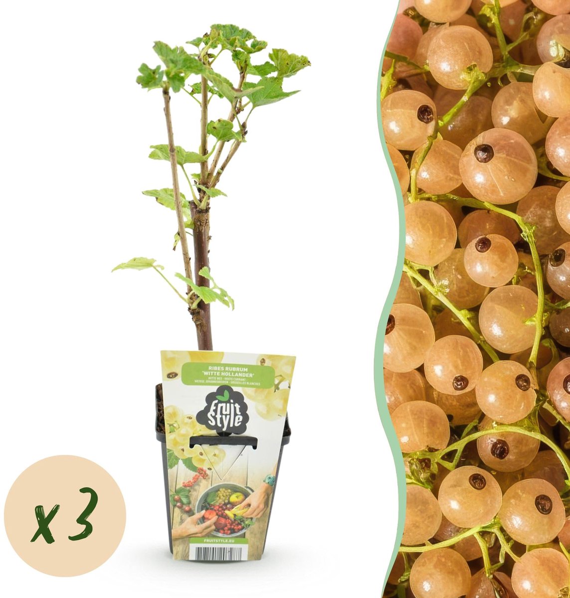 Fruitplanten - Wiite Bes - Ribes rubrum Witte Hollander - Winterhard - 3 Planten - Pot 9 cm - Witte Bes