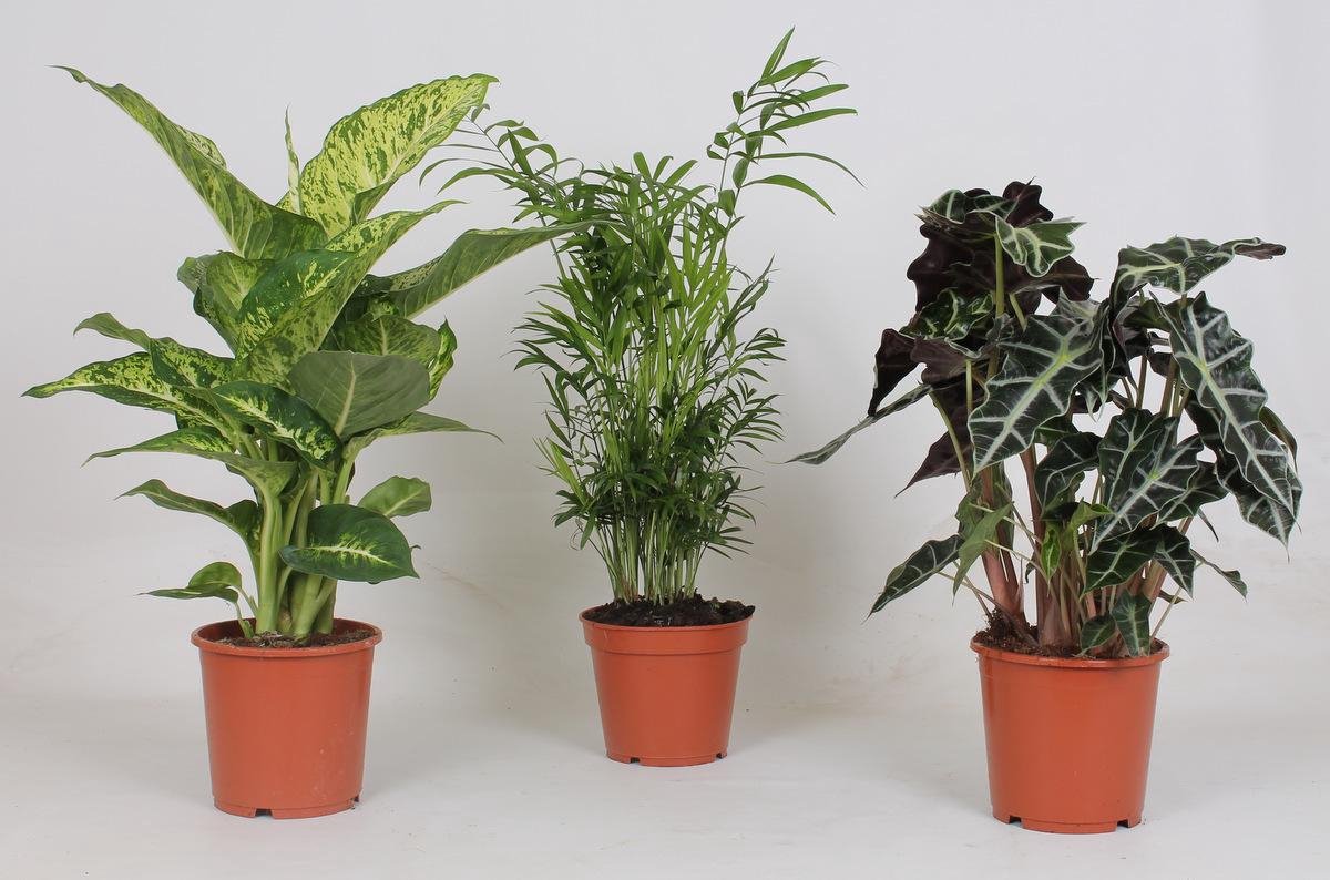 Binnenplanten Mix - 3 stuks - Ø17cm - 45-55cm