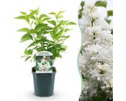 Tuinplant - Syringa vulgaris mme Lemoine - Gewone Sering - Winterhard - Wit - 1 Plant - Pot 17cm - Hoogte 45cm
