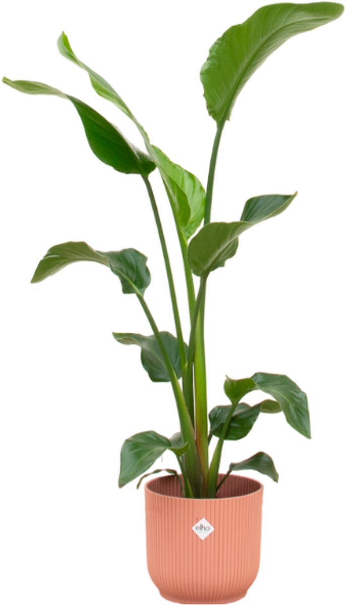 Combi deal - Strelitzia Nicolai inclusief elho Vibes Fold Round roze Ø22 - 100 cm