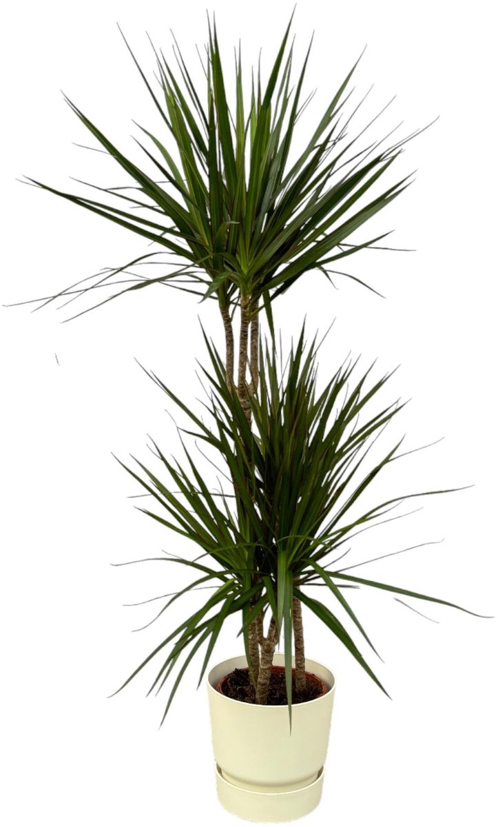 Dracaena Marginata - ↨120cm - Ø21cm inclusief elho Greenville Round wit D24xH23