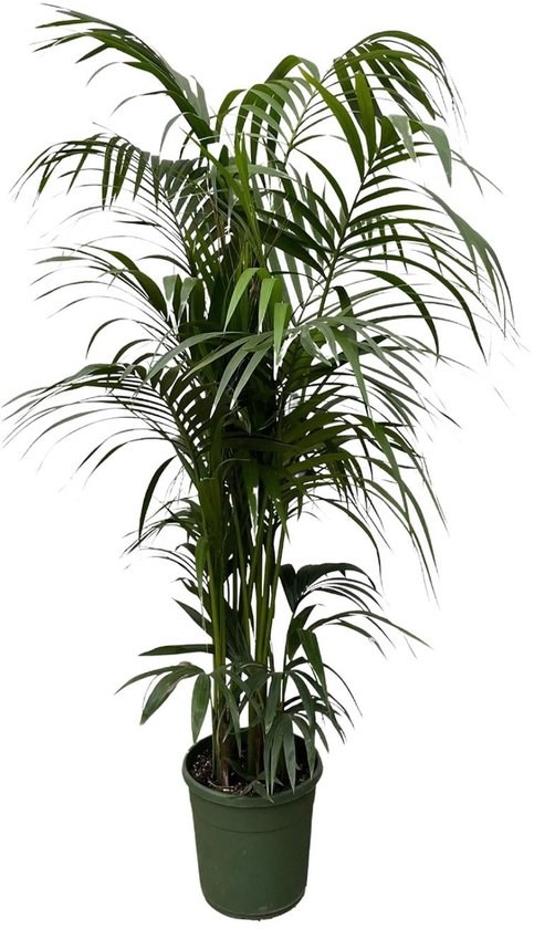 Kentia palm - 220 cm - ø38