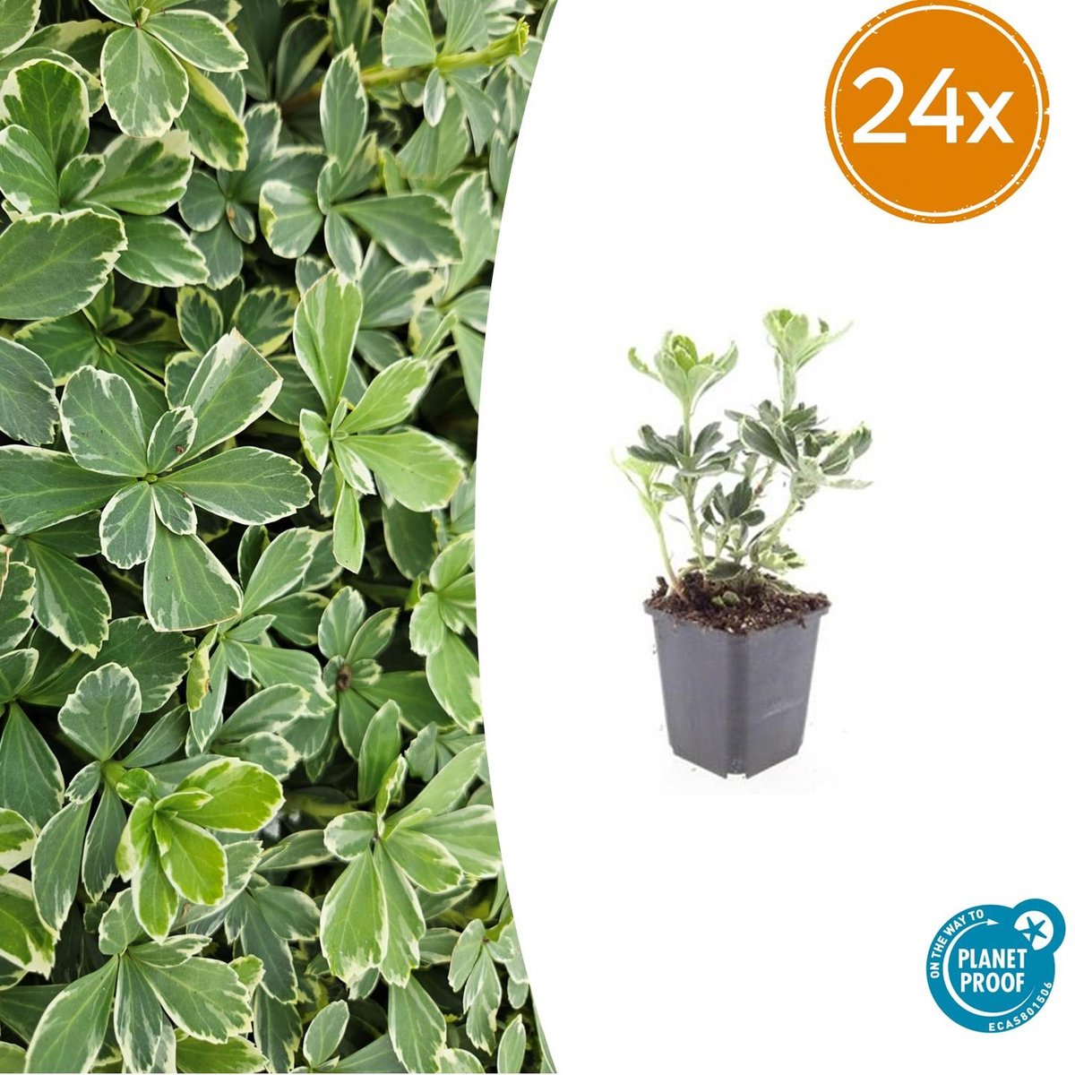 24x Pachysandra term. 'Variegata' - 10-25cm - Ø9cm