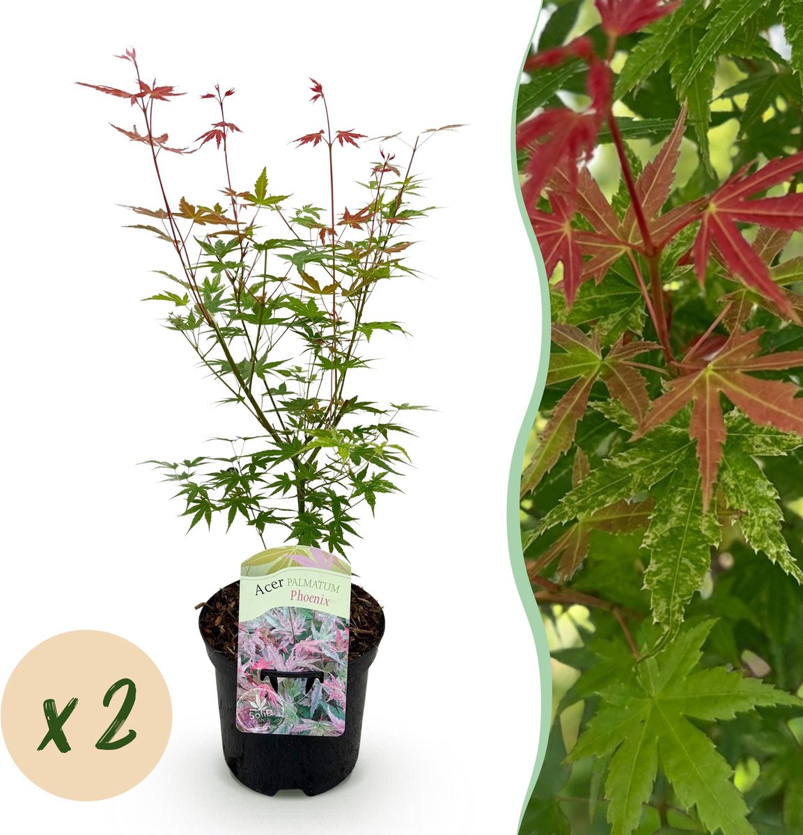 Terrasplant - Japanse Esdoorn - Acer palmatum Phoenix - Roze - 2 Planten - Bladverliezend - Pot 19cm Hoogte 70cm
