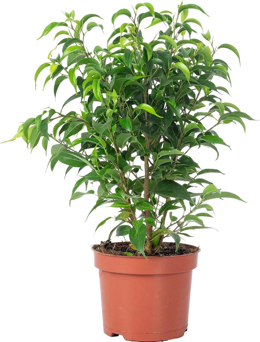 Ficus benjamini 'Natasja' 30 cm - Easy to maintain - Perfect voor interieur - Verbetert klimaat - ShopVlot