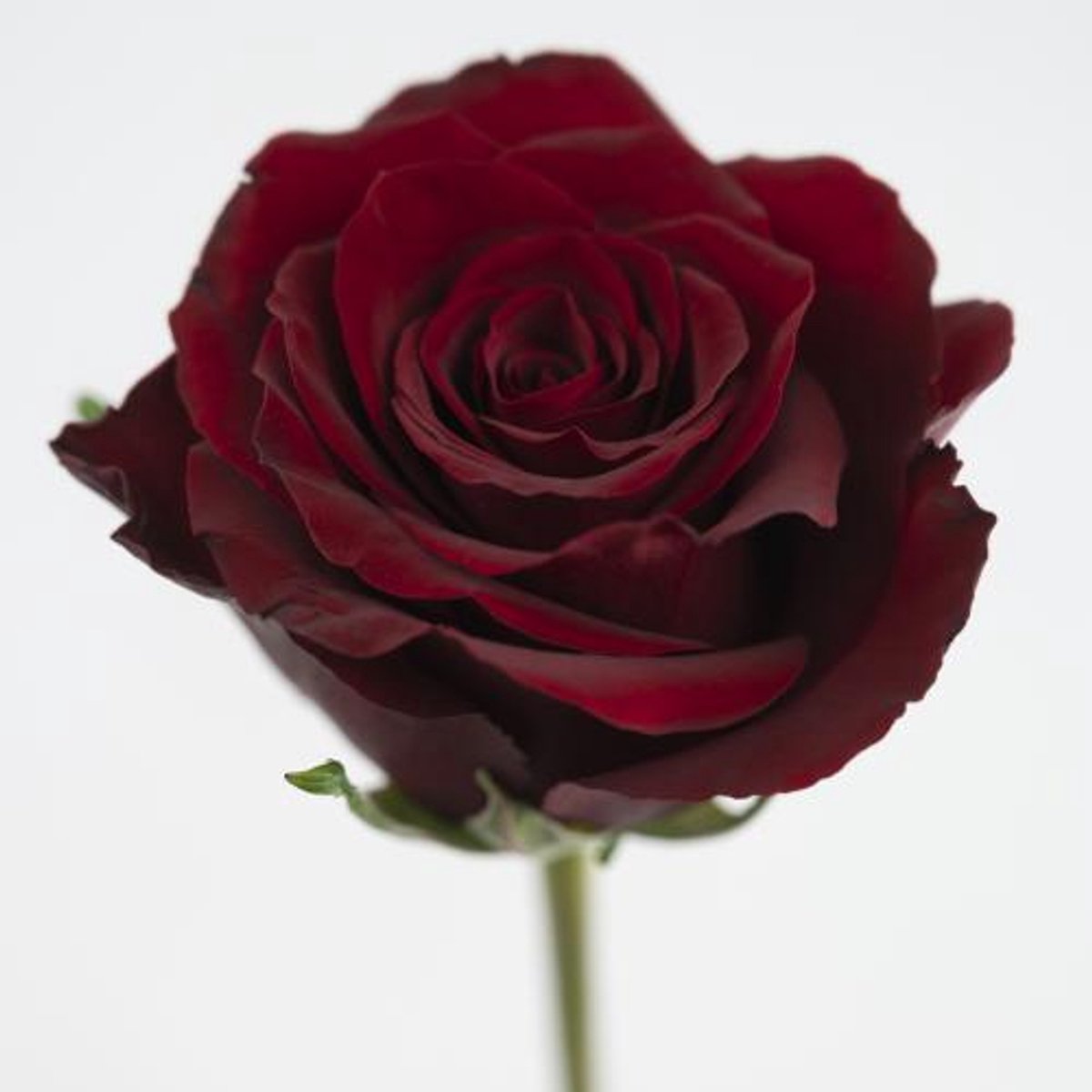 10x Rosa red bentley 70cm