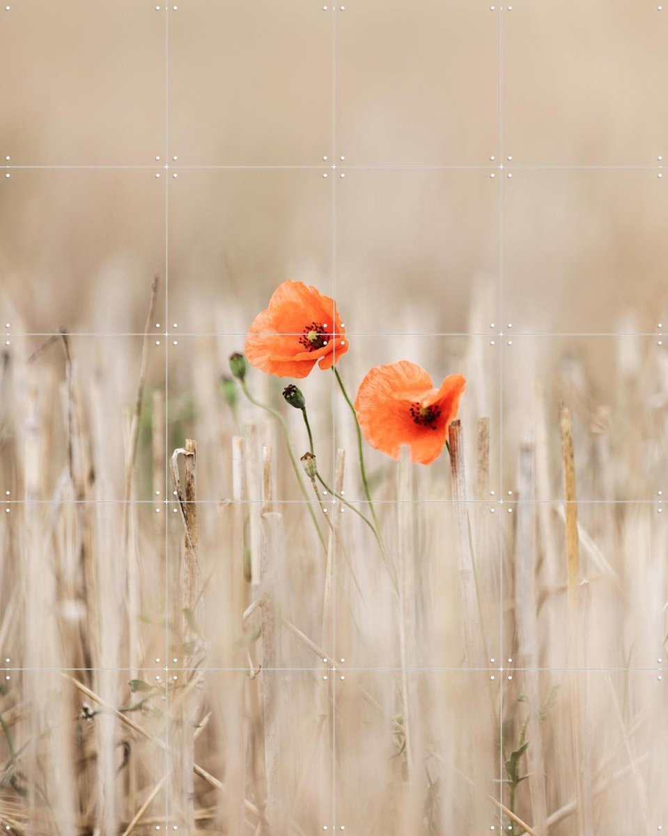 IXXI Summer Poppies, Mareike Böhmer - 80 x 100 cm - Gratis ophangtool - Grote wanddecoratie en posters - Fotografie, Slaapkamer, Gang, Woonkamer