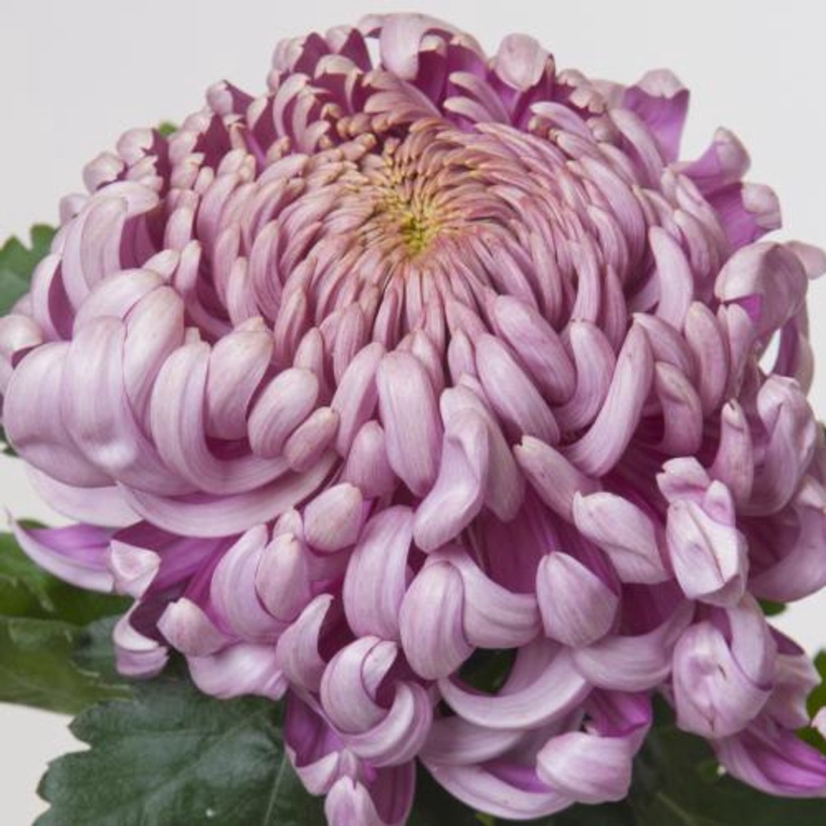 10x Chrysant vienna pink 80cm