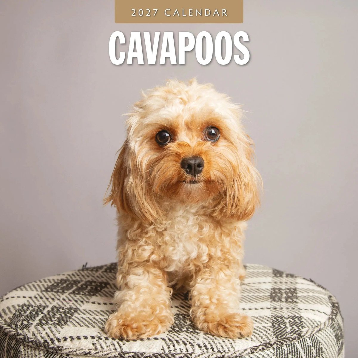 Cavapoos Kalender 2027