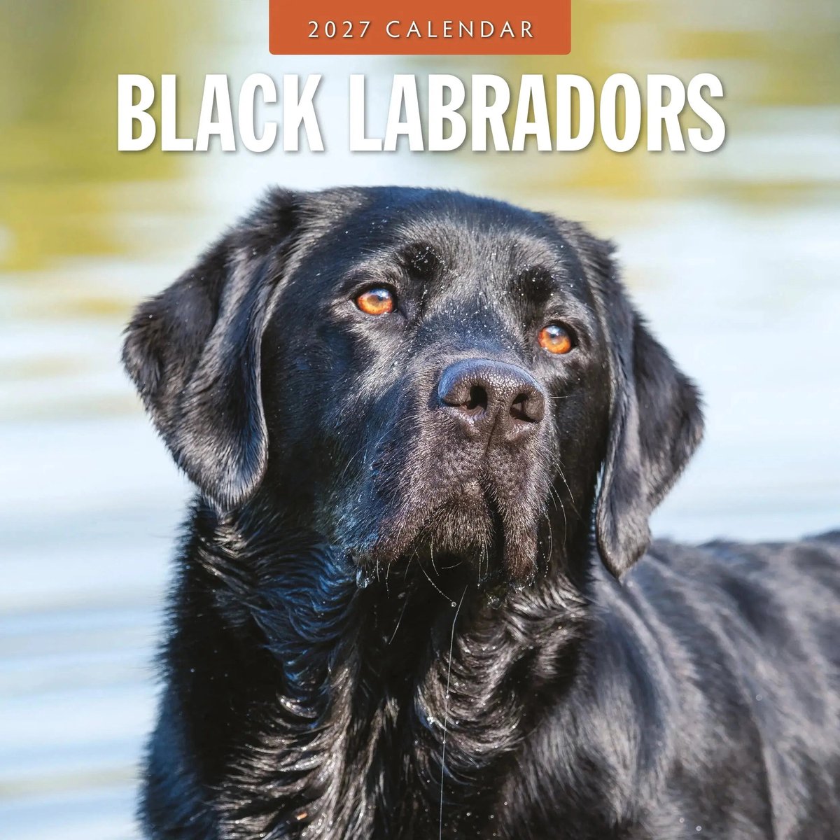 Labrador Retriever Zwart Kalender 2027