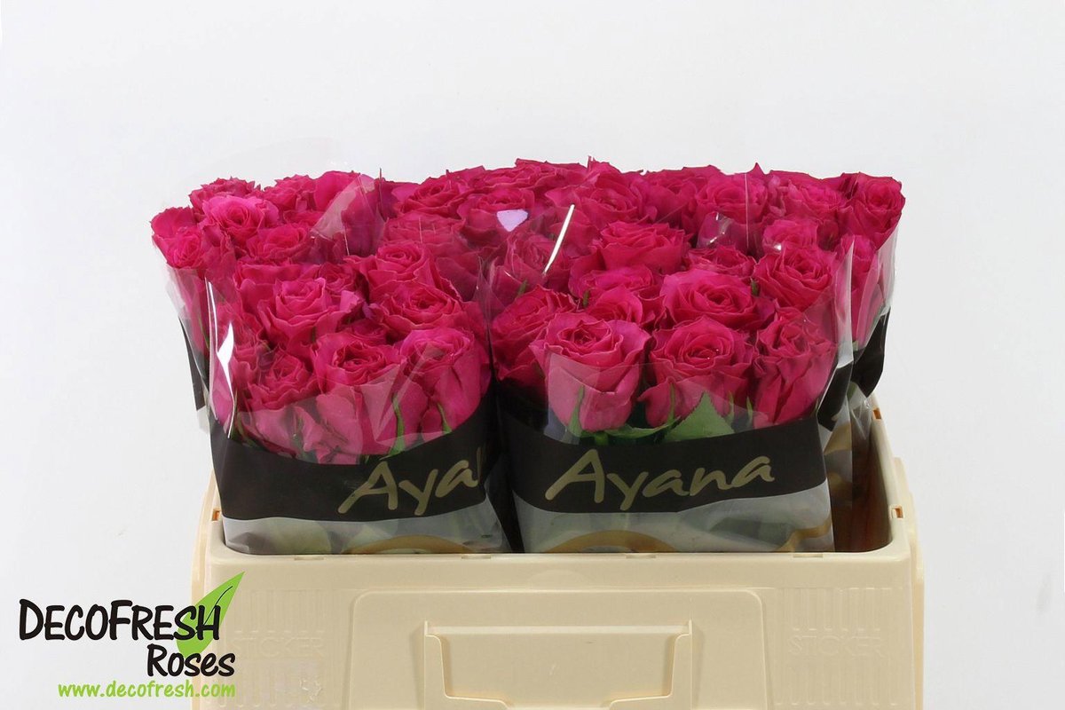 10x Rosa overig grootbloemig 50cm