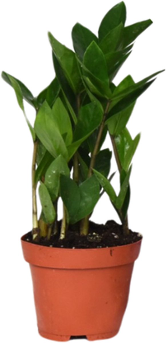 Kleine Zamioculcas (ZZ-plant) - Ø12cm - 30cm