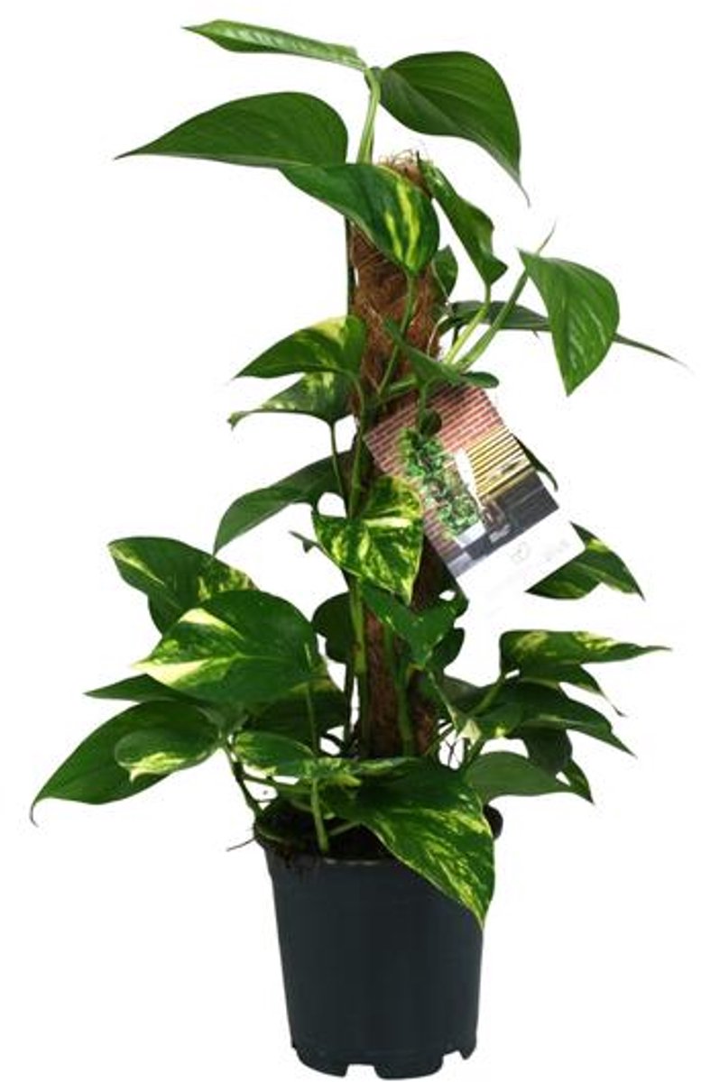 Scindapsus Epipremnum - Ø15cm - 50cm