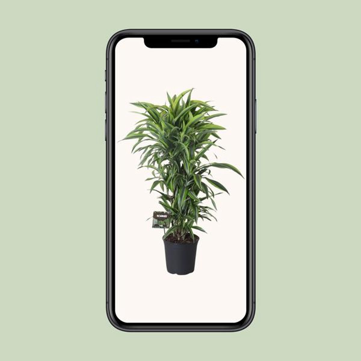 Dracaena Fragrans Lemon Lime Vertakt - Ø27cm - 120cm