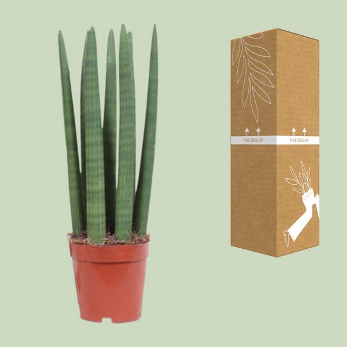 Sansevieria Straight - Ø12cm - 40cm
