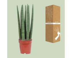 Sansevieria Straight - Ø12cm - 40cm
