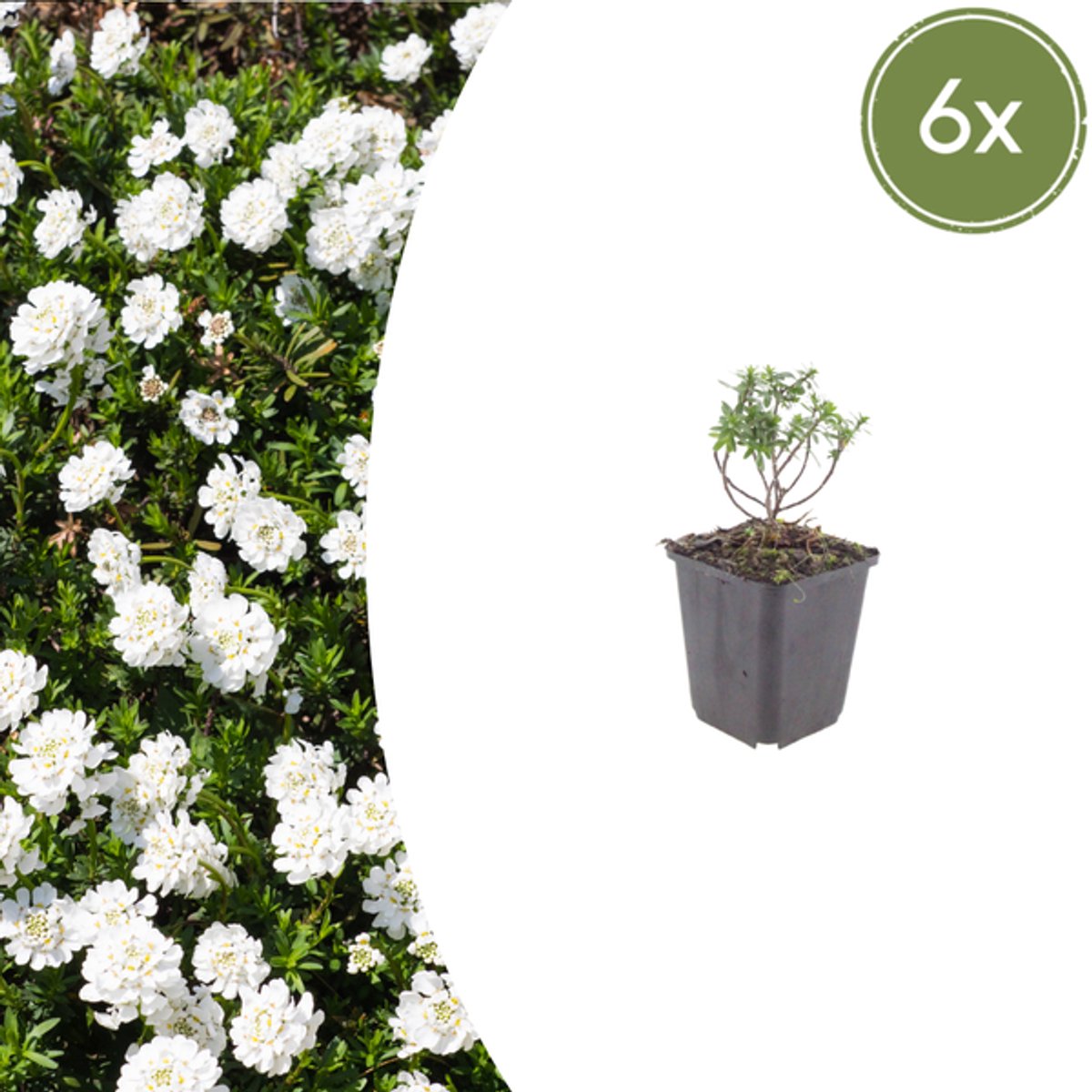 6x Iberis semp. 'Schneeflocke' - 10-25cm - Ø9cm