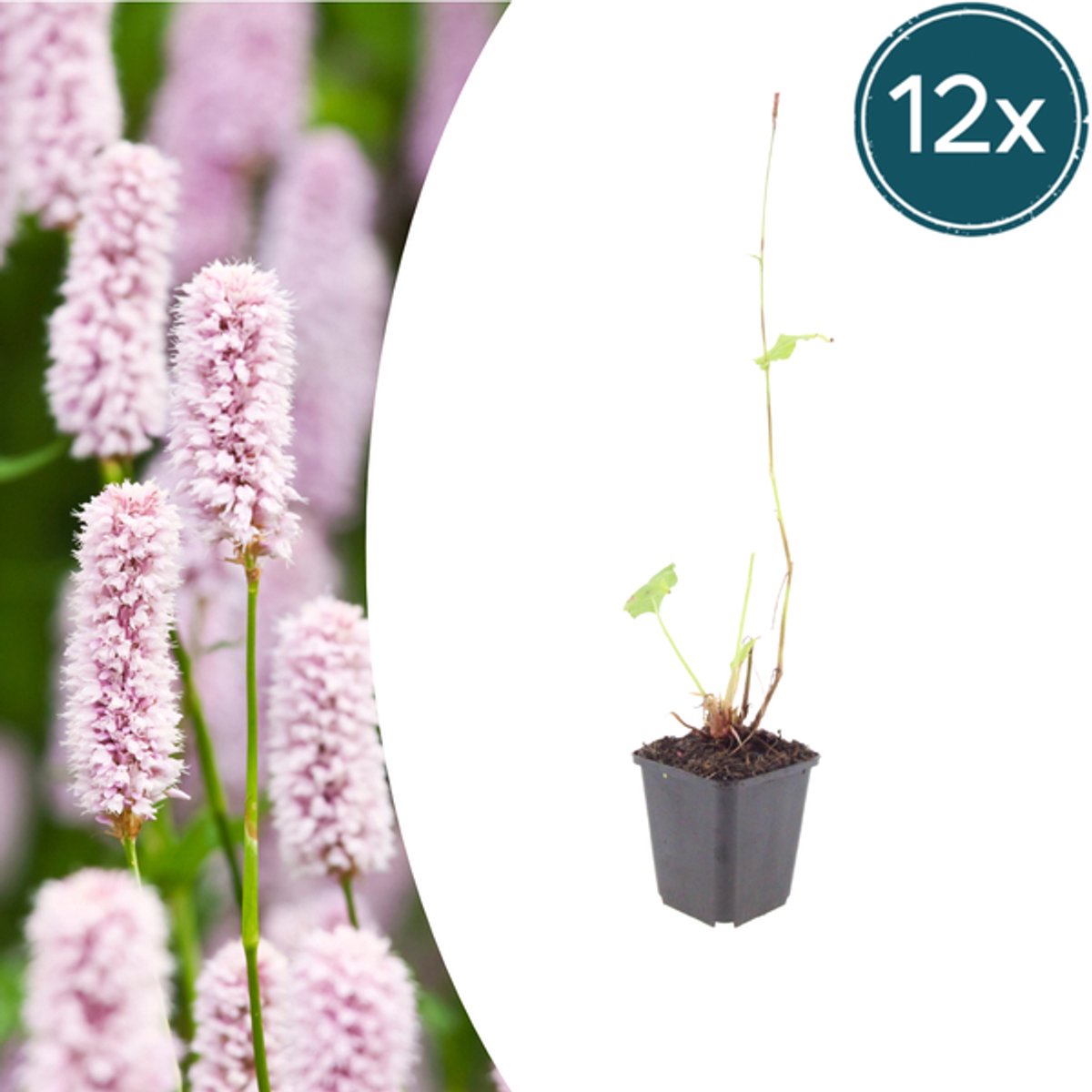 12x Persicaria bistorta - 10-25cm - Ø9cm