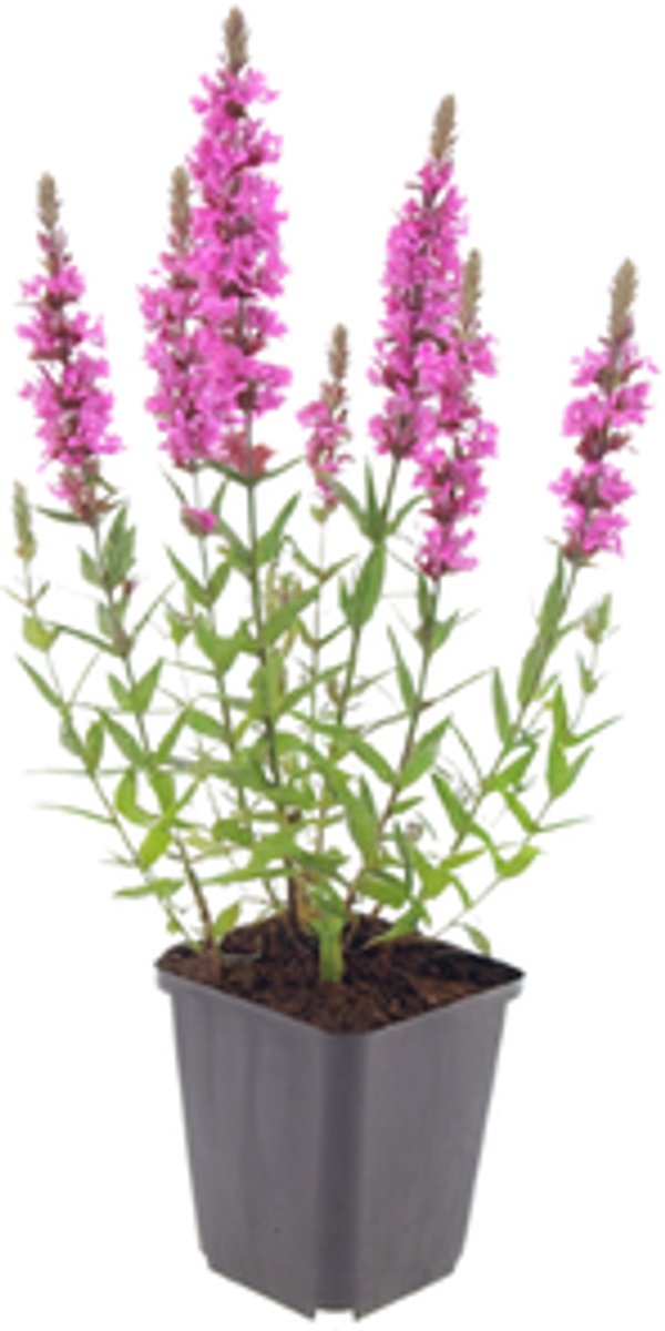 60x Lythrum salicaria - 10-25cm - Ø9cm