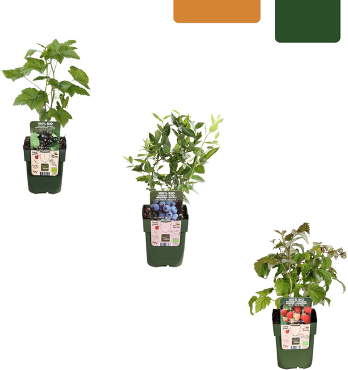 Vruchten feestje BIO Fruitplanten mix set van 3 verschillende soorten