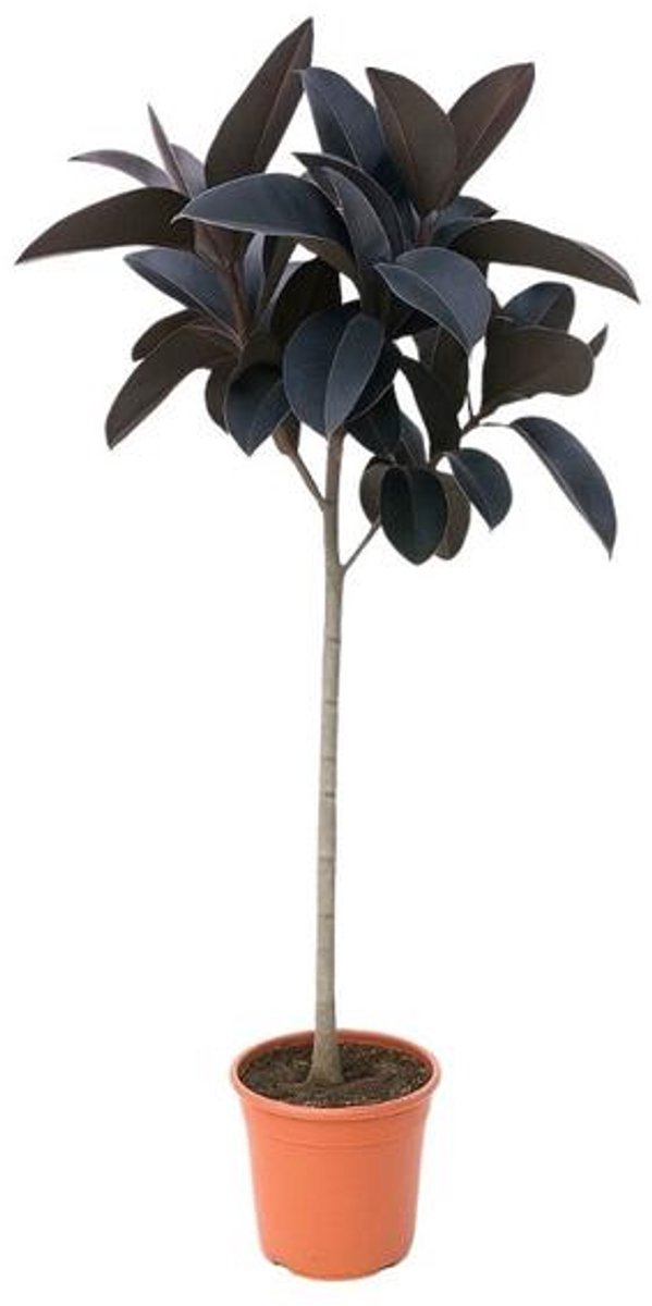 Ficus Elastica Abidjan stam - 150 cm