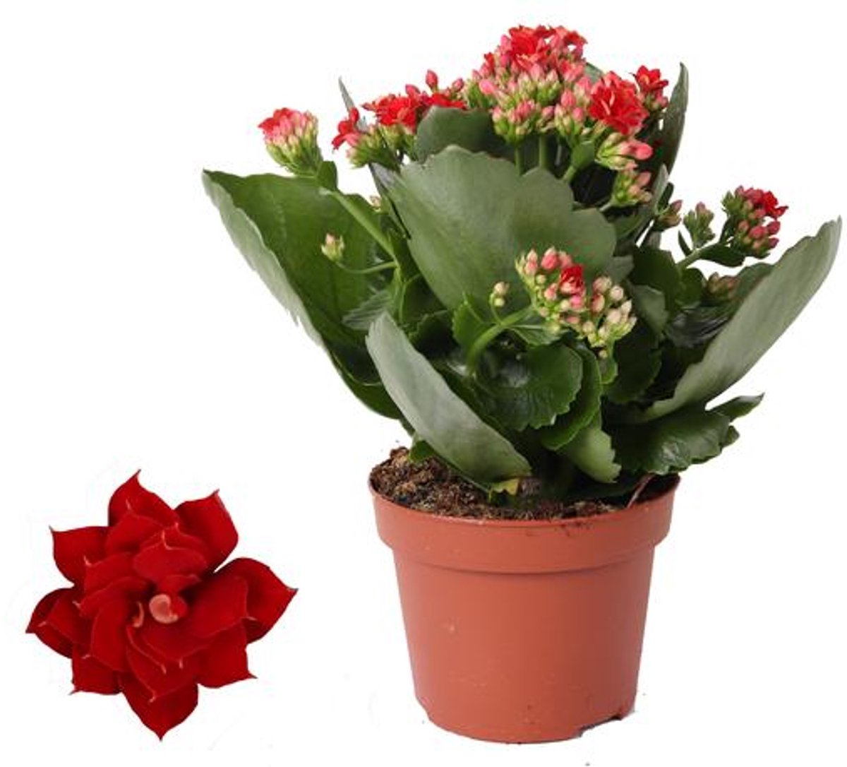 Kalanchoe Rosalina Don Justino Rood - Ø12cm - 27cm