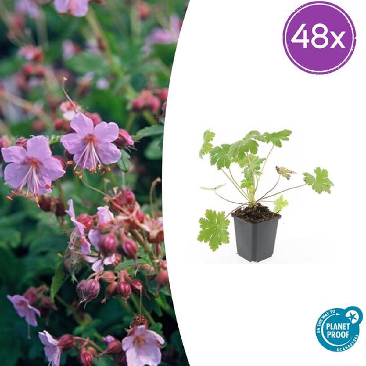 48x Geranium macr. 'Ingwersen's Var.' - 10-25cm - Ø9cm