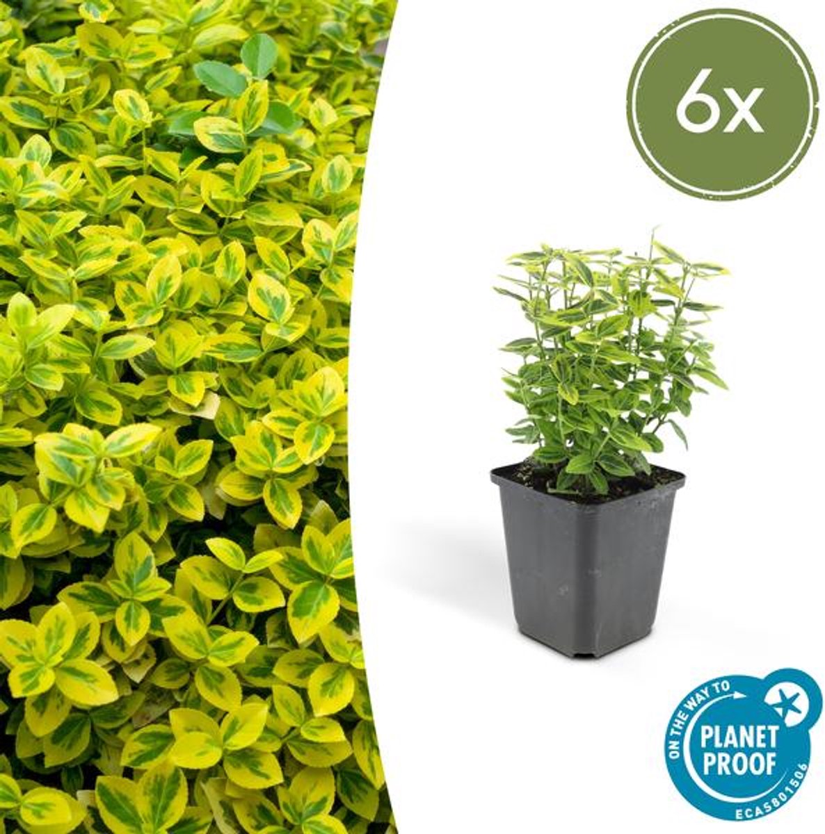 6x Euonymus fort. 'Emerald 'n Gold’ - 10-25cm - Ø9cm