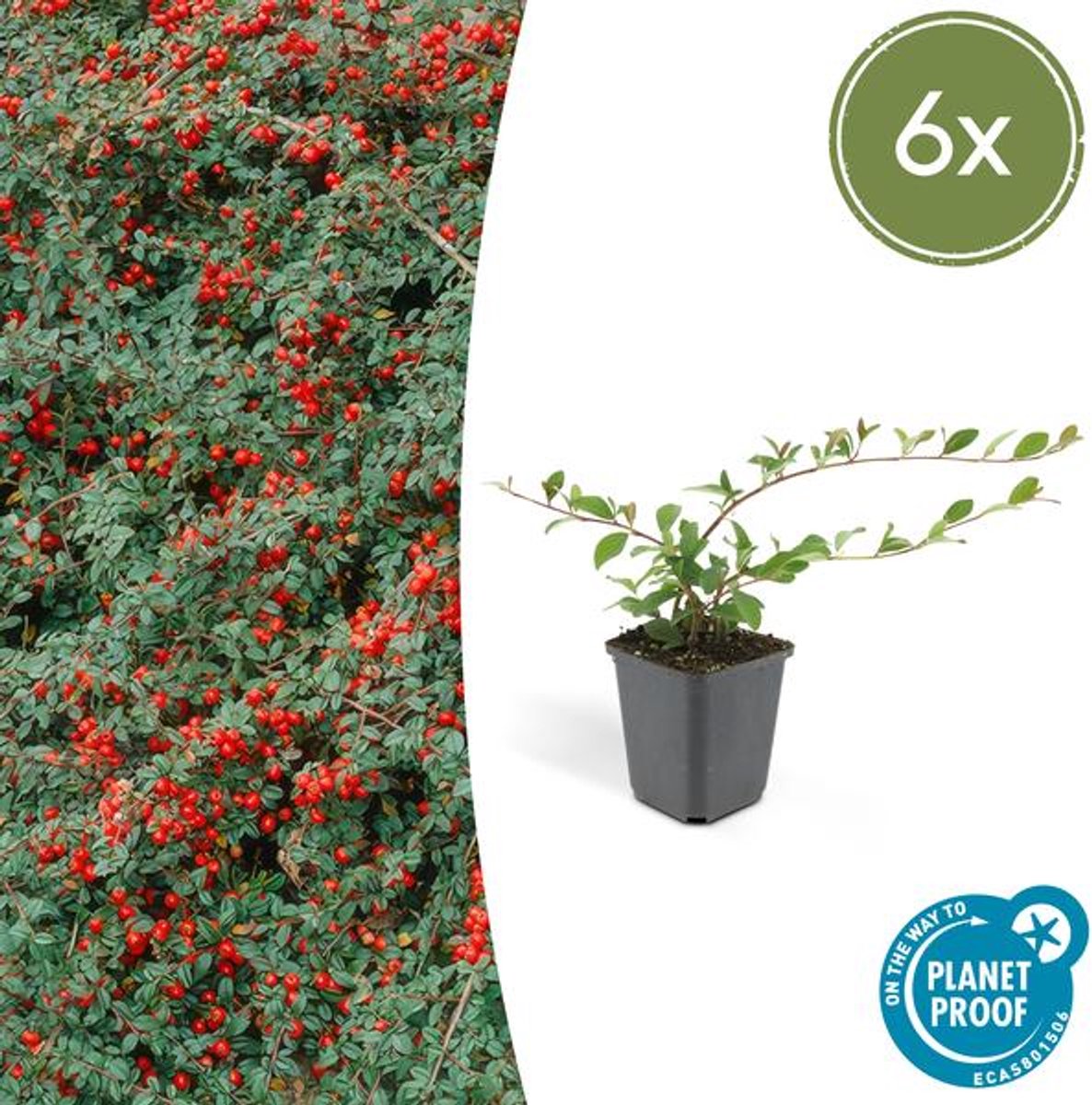 6x Cotoneaster dammeri - 10-25cm - Ø9cm