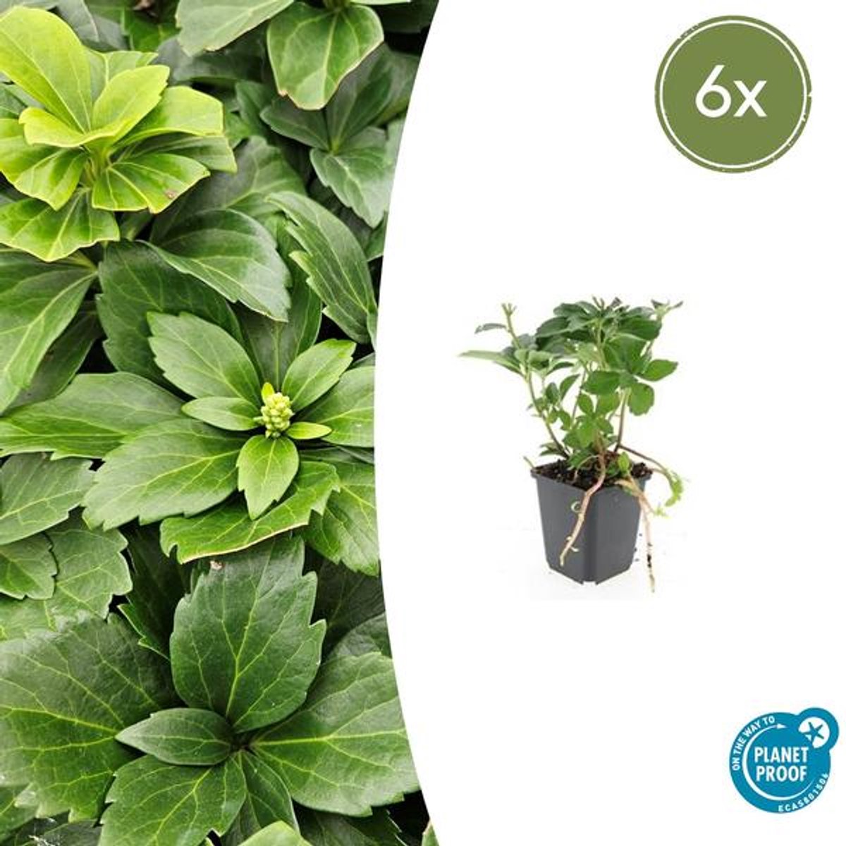 6x Pachysandra terminalis - 10-25cm - Ø9cm