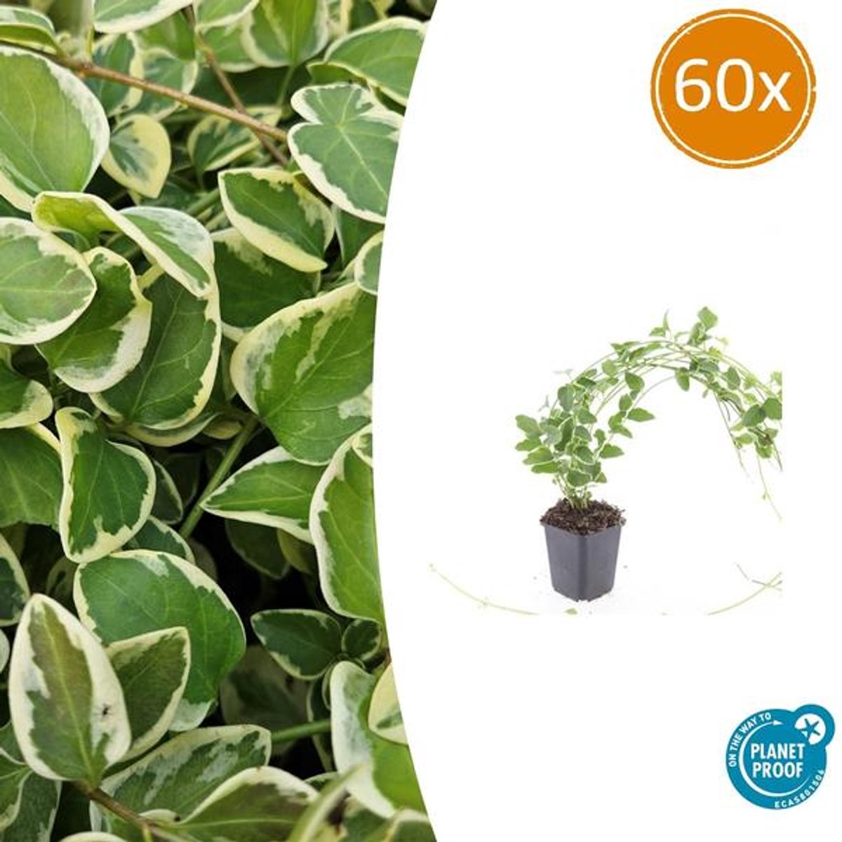 60x Vinca major 'Variegata' - 10-25cm - Ø9cm