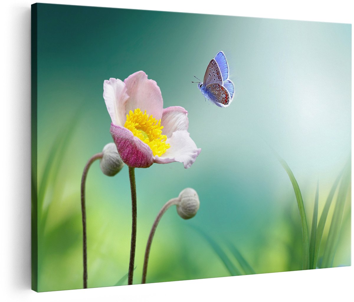 Artaza Canvas Schilderij Roze Anemoon Bloem Met Een Blauwe Vlinder - 150x100 cm - Groot - Foto Op Canvas - Wanddecoratie Woonkamer