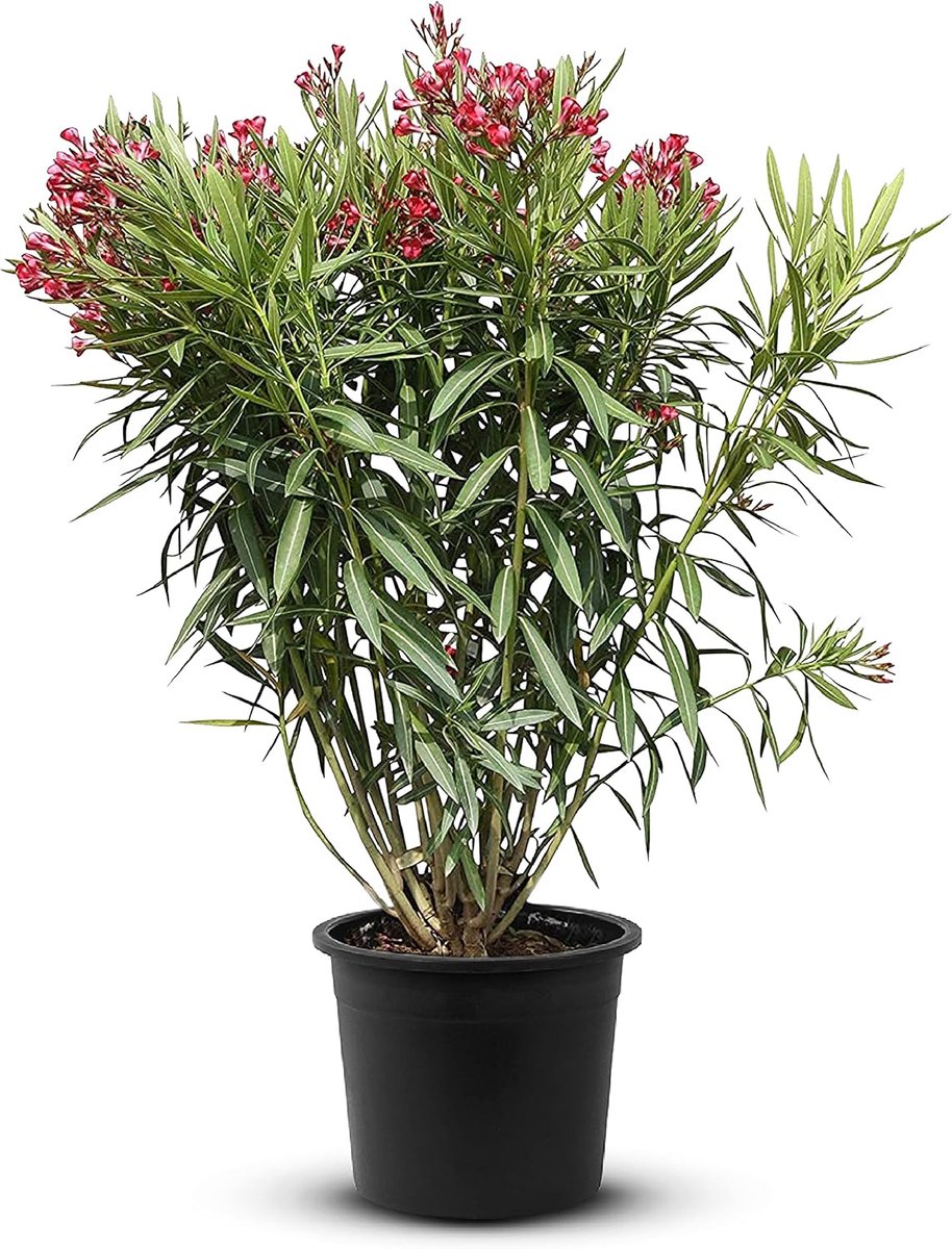 SnelShoppen - Nerium Oleander, winterharde, altijdgroene plant met rode bloemen, 80-100 cm hoog, hitte- en droogteresistent, perfecte tuinplant