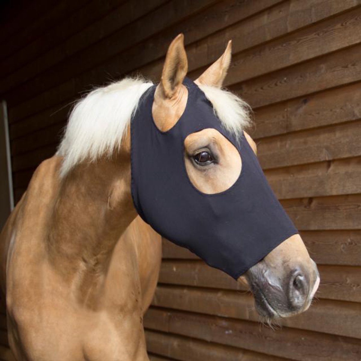 Catago FIR-Tech Healing Hood - Cob