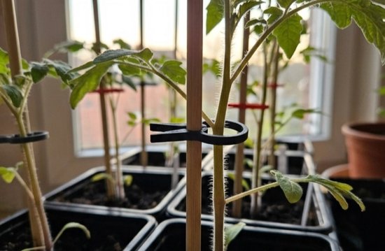 Tomatenplantjes in zwarte potjes met stokjes en zwarte plantenklemmen. Veel groene bladeren.
