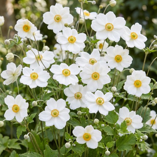 Een struik met veel witte bloemen met gele middelpunten, bloeiend in een tuin, met een huis op de achtergrond.