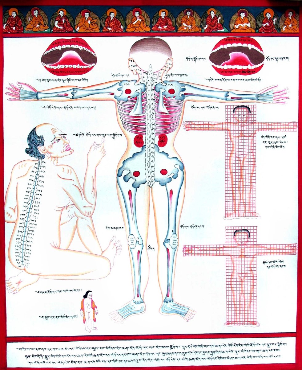 Tibetaanse Thangka - Anatomie van het Lichaam - Handgeschilderd op Canvas 48x40 cm