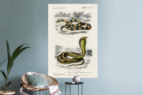 Stickers muraux - Serpent - Vintage - Reptiles - 80x120 cm - Film Adhésif