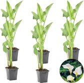 Witte Aronkelk | Zantedeschia 'Aethiopica' 6x - Potplant in pot ⌀9 cm - ↕15 cm