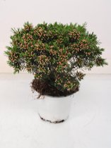 Bloem van Botanicly – Chamelaucium uncinatum Snowflake – Hoogte: 30 cm